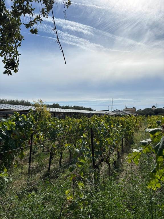 Nice : Visite des vignobles de Bellet en E-Bike avec dégustation de vin - Bonjour Fun