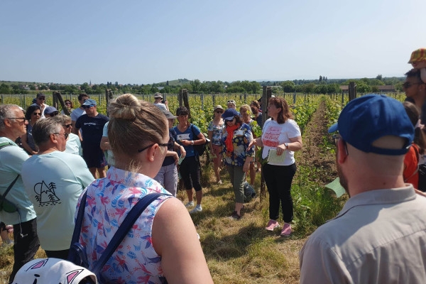 Osez le vin au féminin & Pique-nique au domaine (en anglais) - Bonjour Fun