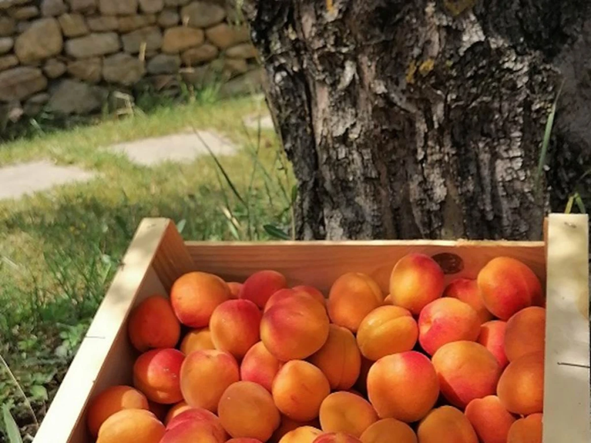 Panier Pique-Nique pour 4 personnes - Bonjour Fun