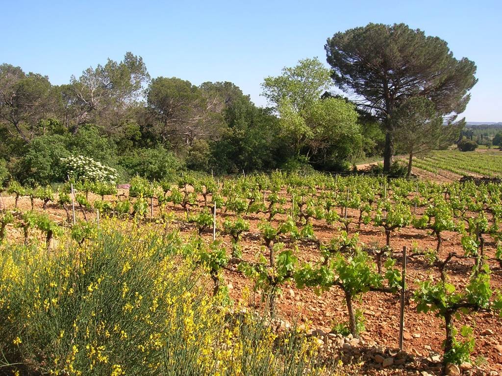 Pique-nique du Vigneron Indépendant - Bonjour Fun