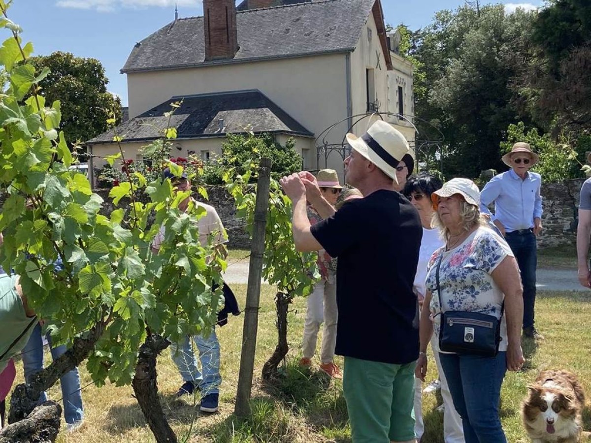Rando des Coteaux du Layon - 25 Juillet - Bonjour Fun
