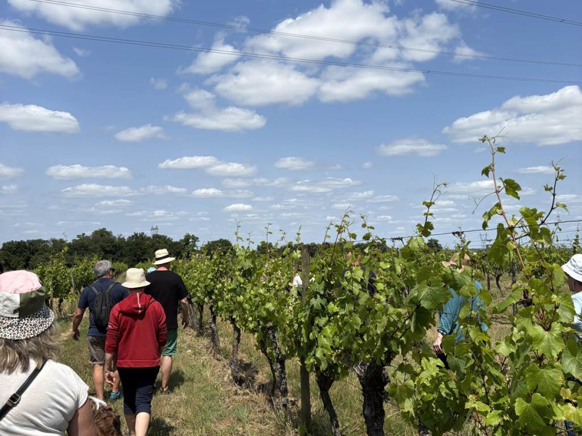 Rando des Coteaux du Layon - 9 Août - Bonjour Fun