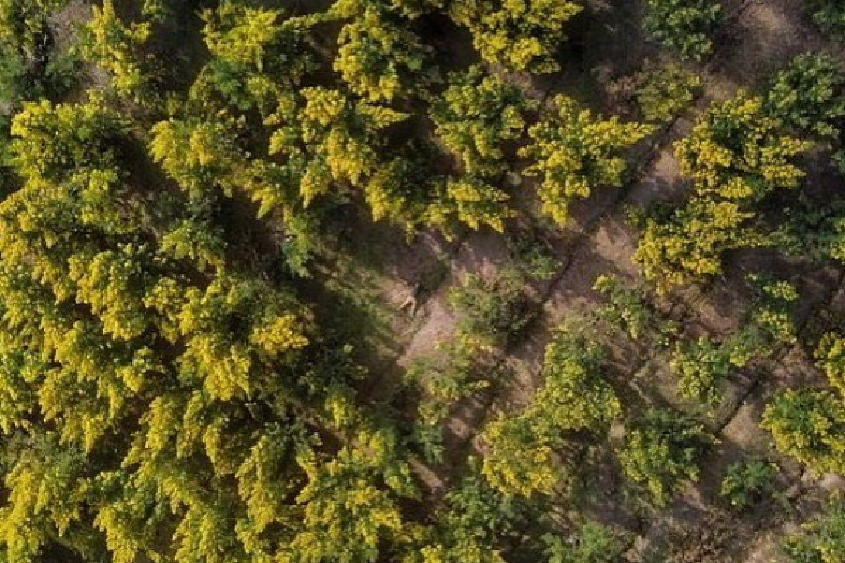 Rando mimosa peguiere - Bonjour Fun