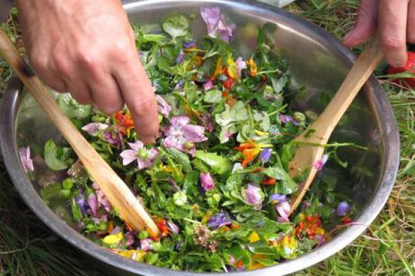 Randonnée découverte des plantes sauvages comestibles à Mandelieu - Bonjour Fun