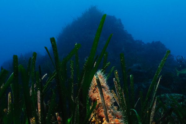 Randonnée palmée - Europlongée - Bonjour Fun