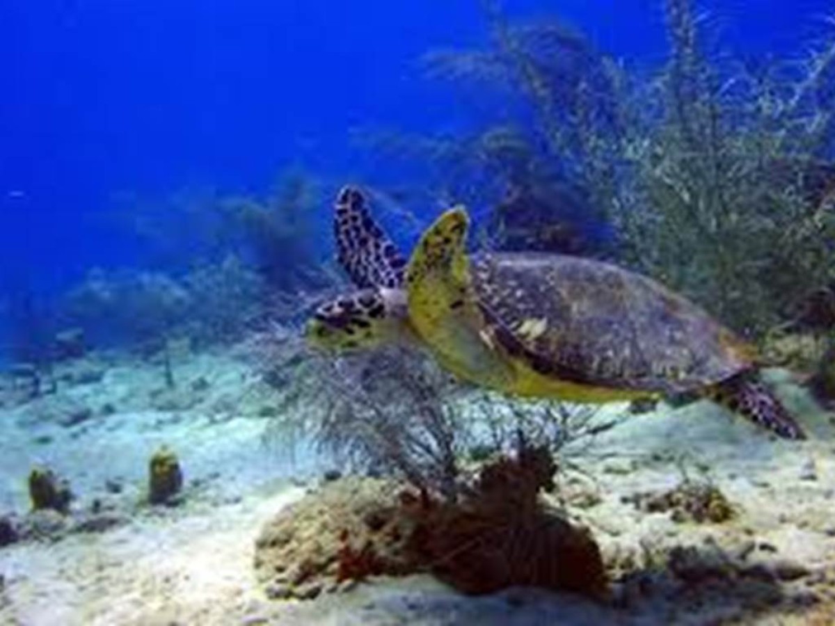 Randonnée palmée - Bonjour Fun