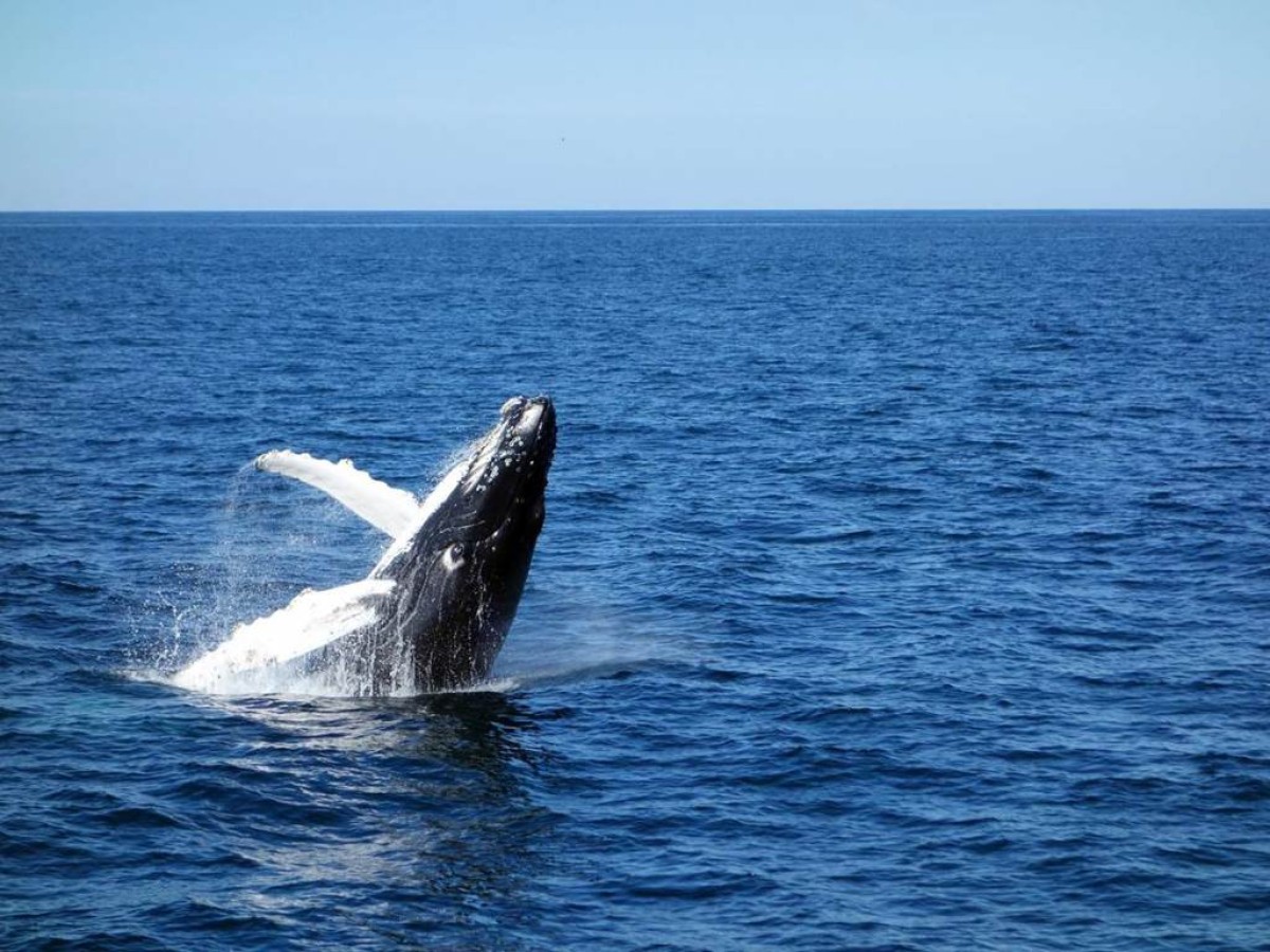 Rencontre avec les cétacés - Bonjour Fun