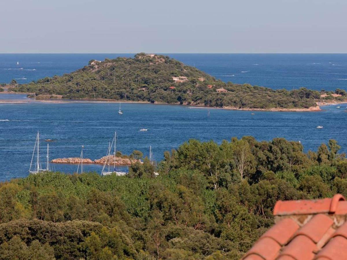 Royal Palm - Bonjour Fun