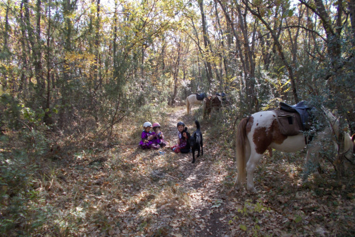 Séance initiation - baby poney - Bonjour Fun