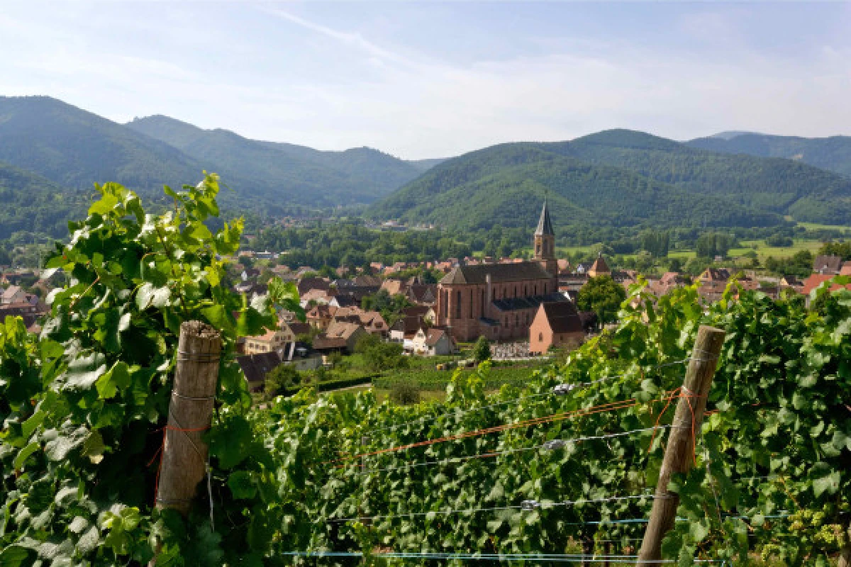 Sophrologie dans les vignes - Bonjour Fun
