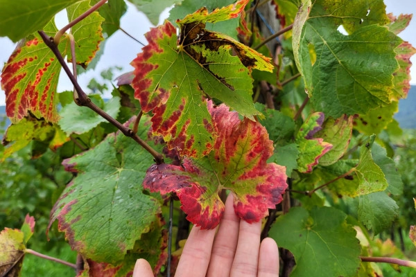 Sophrologie dans les vignes - Bonjour Fun