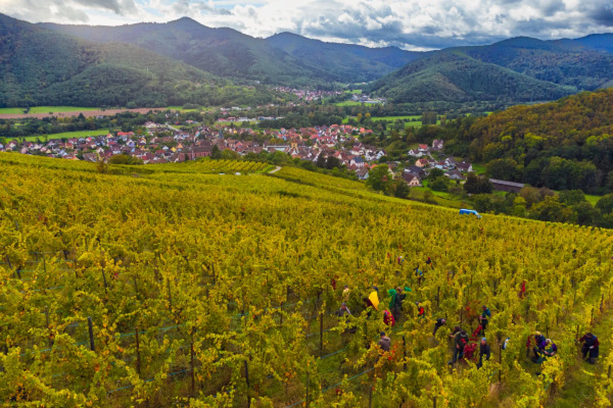 Sophrologie dans les vignes - Bonjour Fun