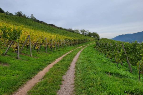 Sophrologie dans les vignes - Bonjour Fun
