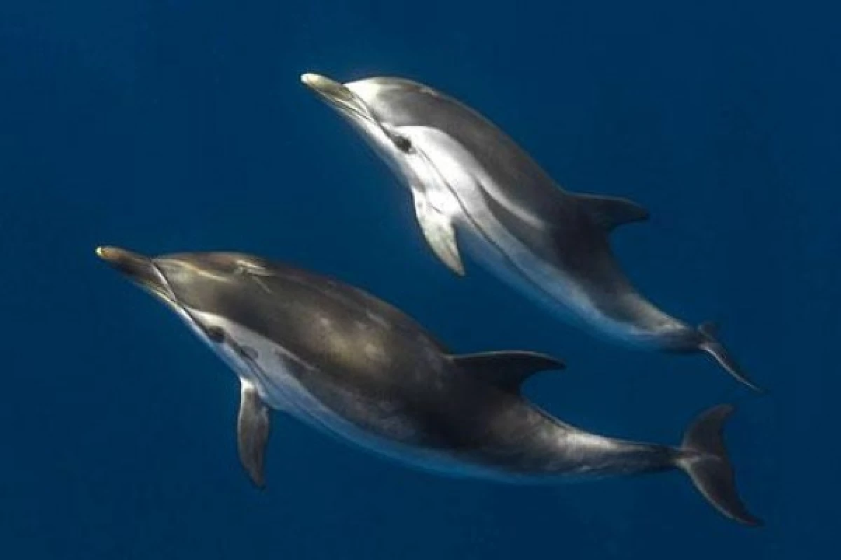 Sortie naturaliste -  Rencontre avec les dauphins - Bonjour Fun