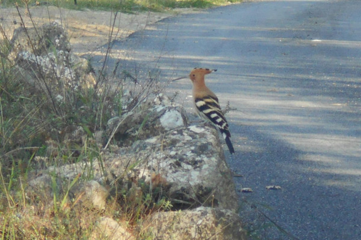 Tour de poney - Haras des Villards-CALLIAN - Bonjour Fun
