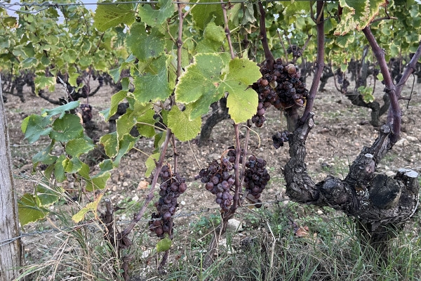 Tour privé des vignobles de Bordeaux - Bonjour Fun