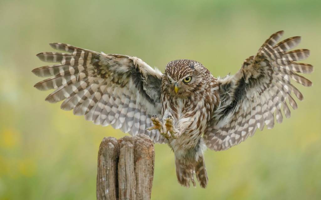 Une chouette, un village - Bonjour Fun