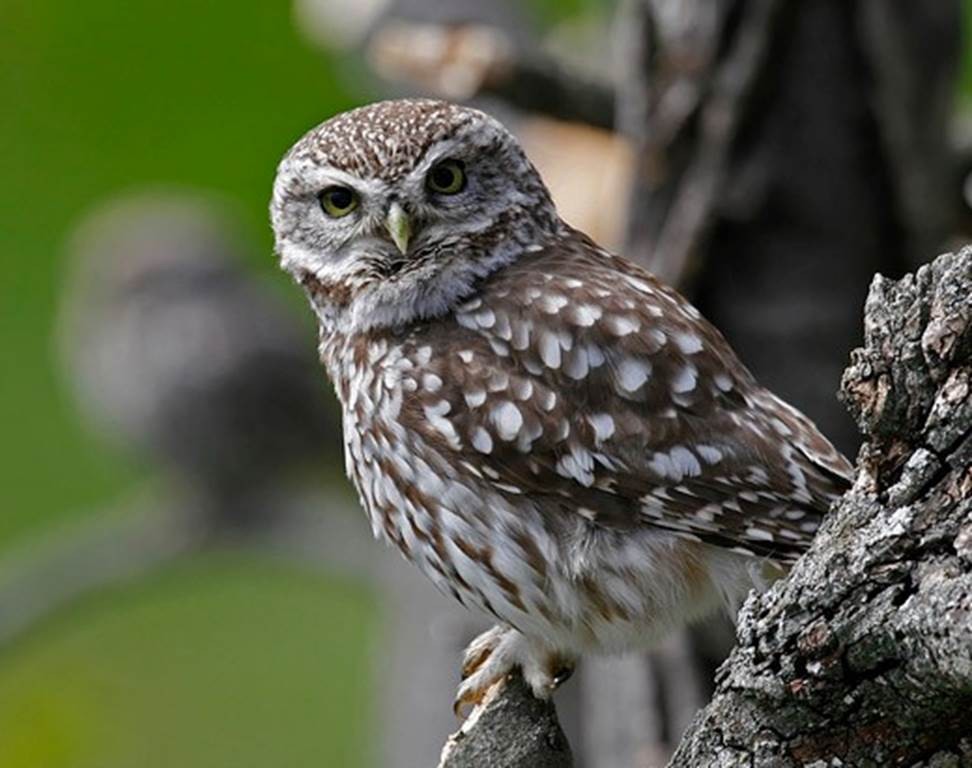 Une chouette, un village - Bonjour Fun