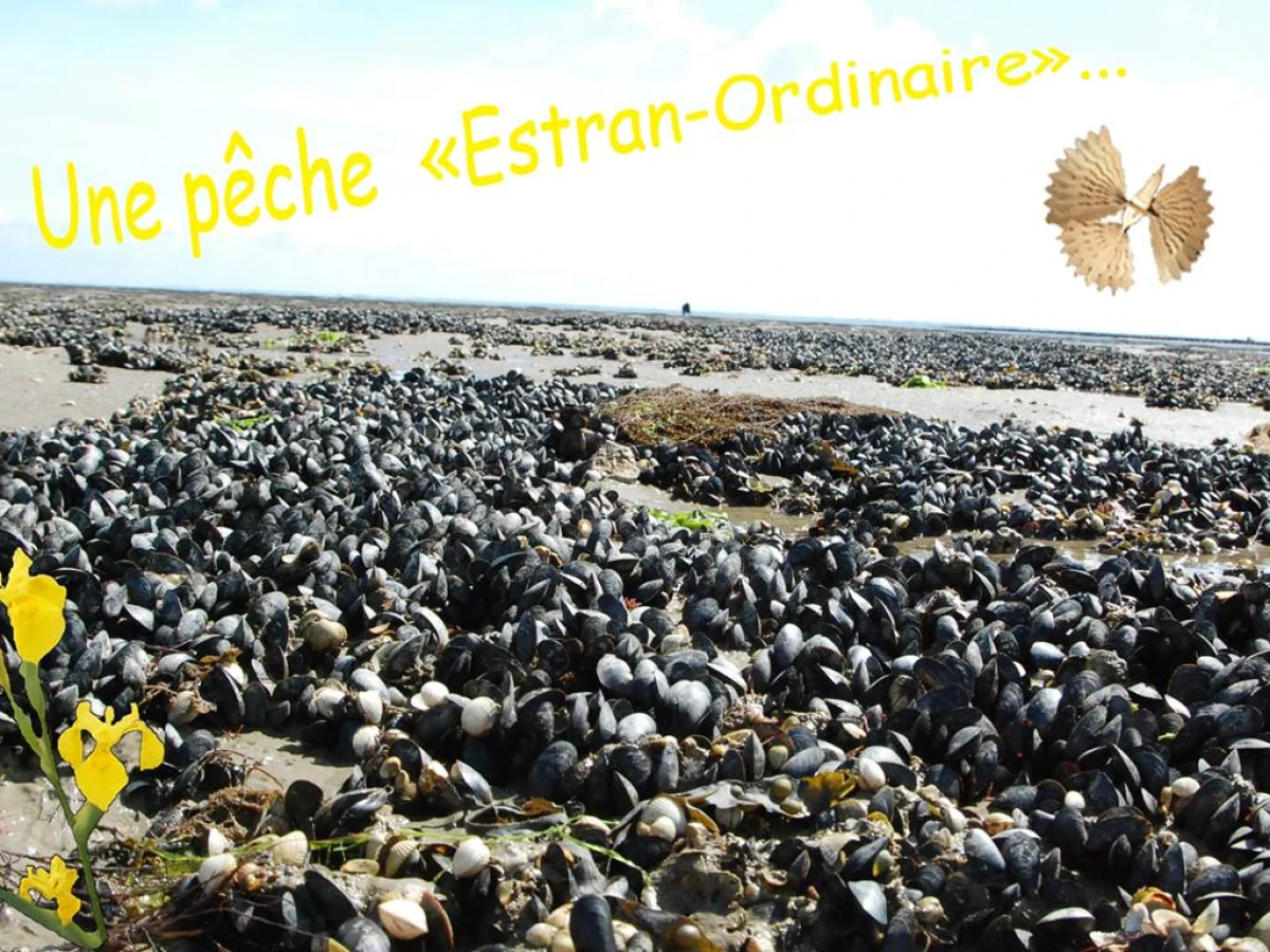Une pêche à pied estran-ordinaire NIVEAU 3 - Bonjour Fun