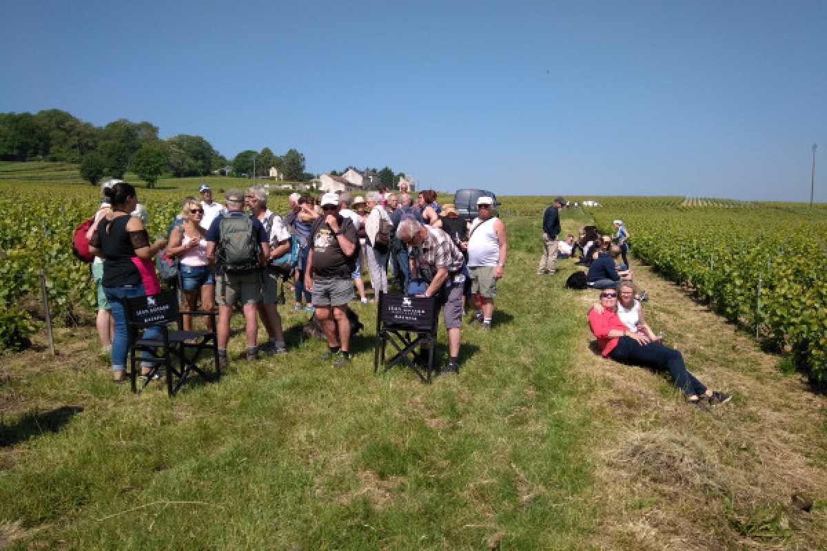 Vendangeur d'un jour à Rilly la Montagne - Bonjour Fun