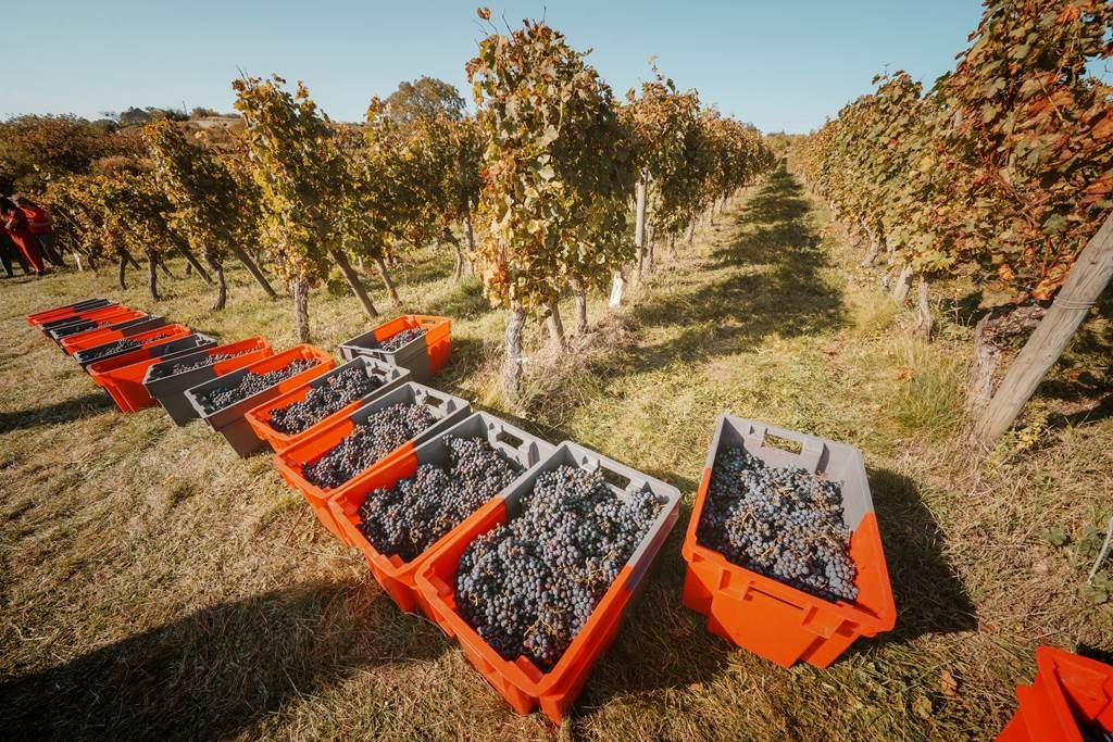 Vendangeur d'un jour le 26 septembre 2026 - Bonjour Fun