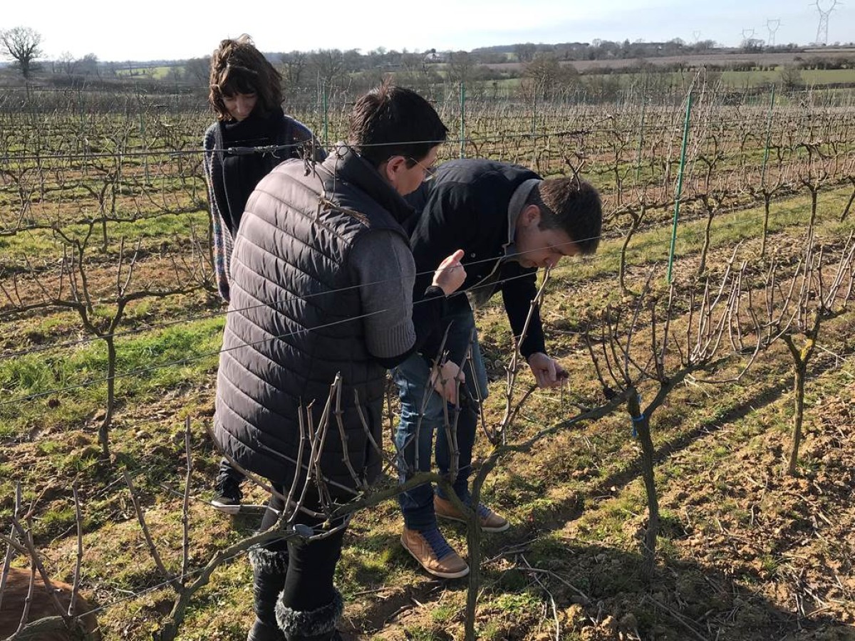 Vigneron d'un an - Bonjour Fun