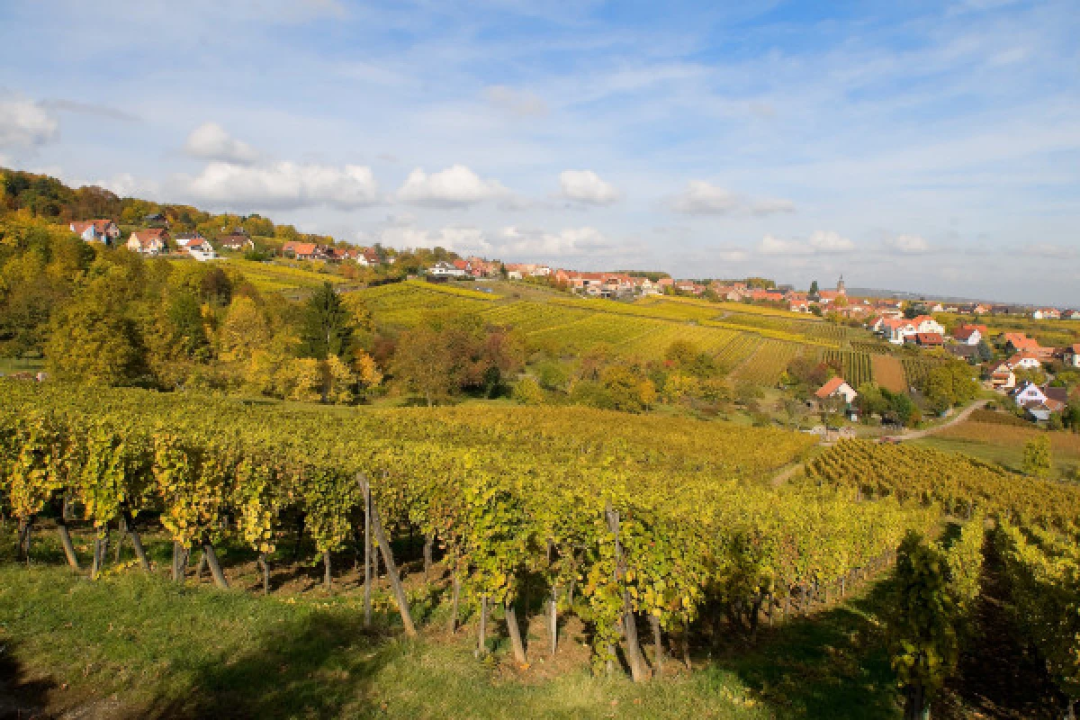 Vins et Saveurs - Bonjour Fun