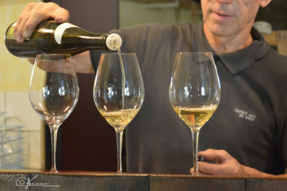 Visite de cave et dégustation - Bonjour Fun