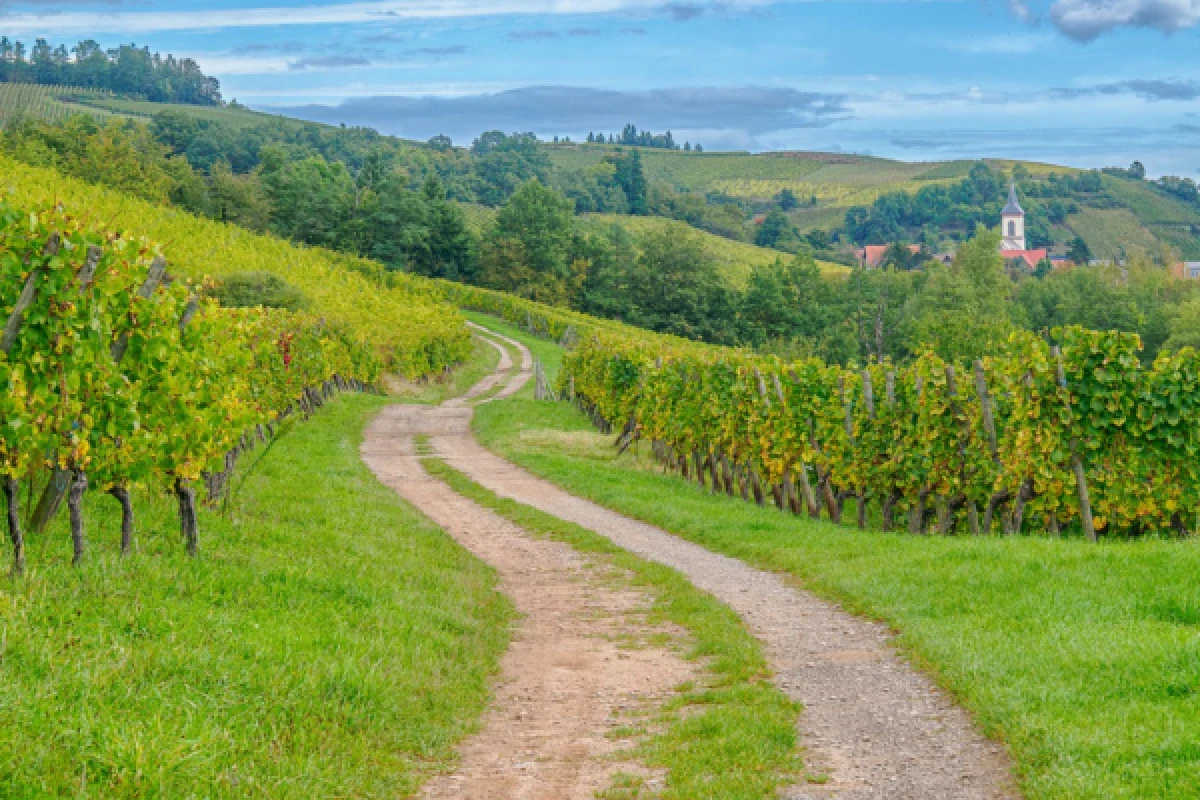 Visite du vignoble et de la cave - Bonjour Fun
