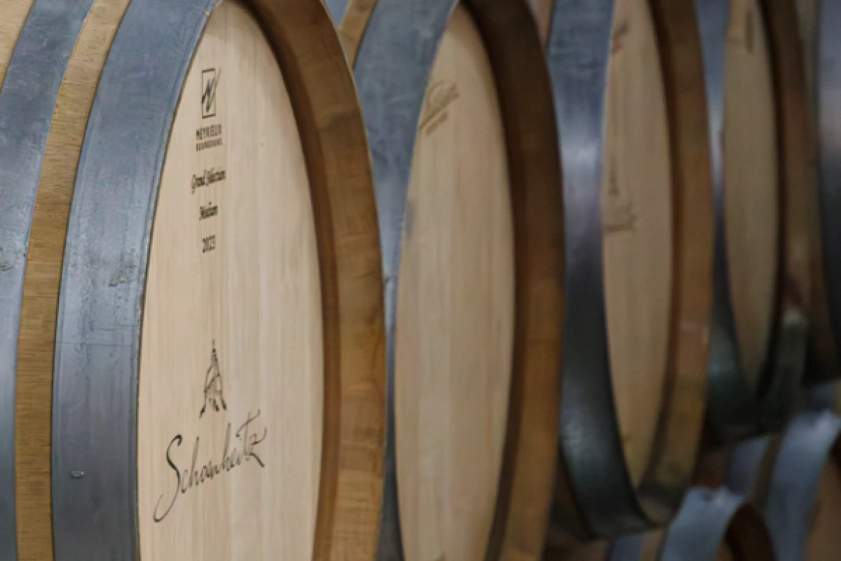 Visite du vignoble et de la cave - Bonjour Fun