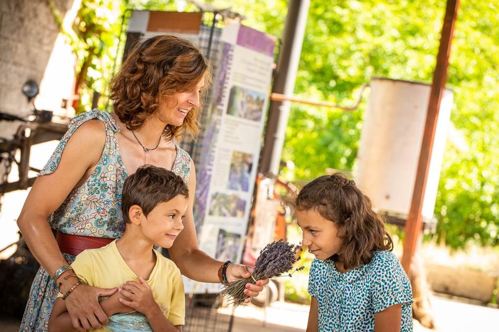 Visite guidée gratuite : découverte de la vie d'une lavande - Bonjour Fun