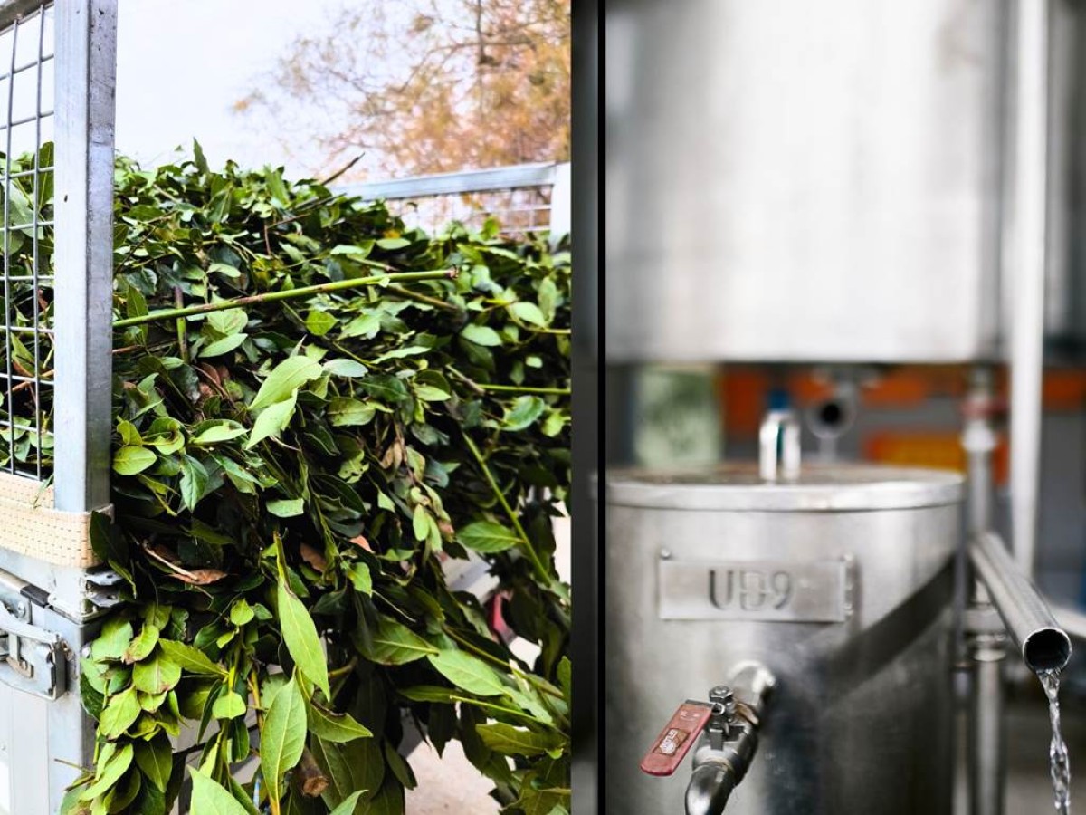 Visite guidée distillerie et découverte des plantes aromatiques - Bonjour Fun