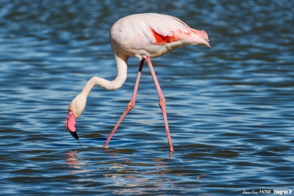 Visite guidée + sentiers de l'Etourneau - Bonjour Fun