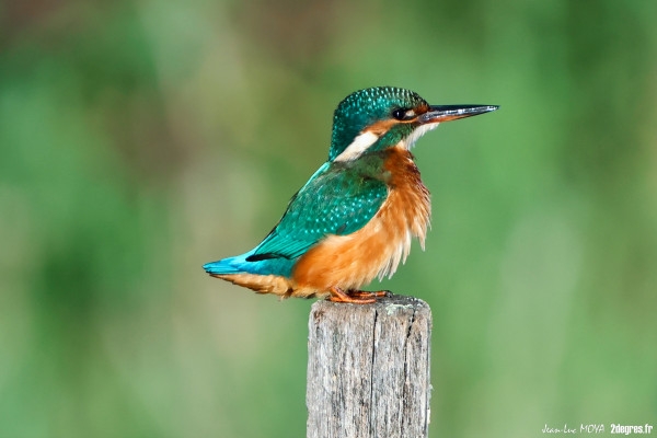 Visite guidée + sentiers de l'Etourneau - Bonjour Fun