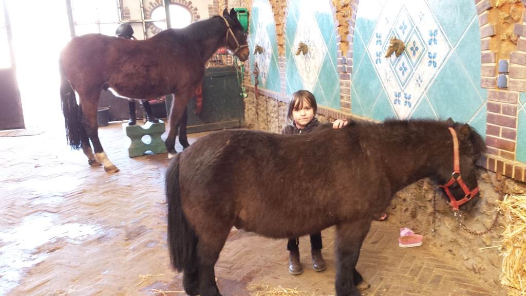 VOLTIGE/SPECTACLE , RIDE AND RUN OR BIKE - Bonjour Fun