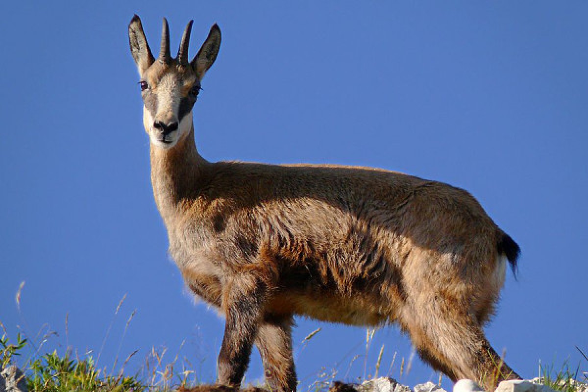 Week-end des animaux de nos montagnes ! - Bonjour Fun