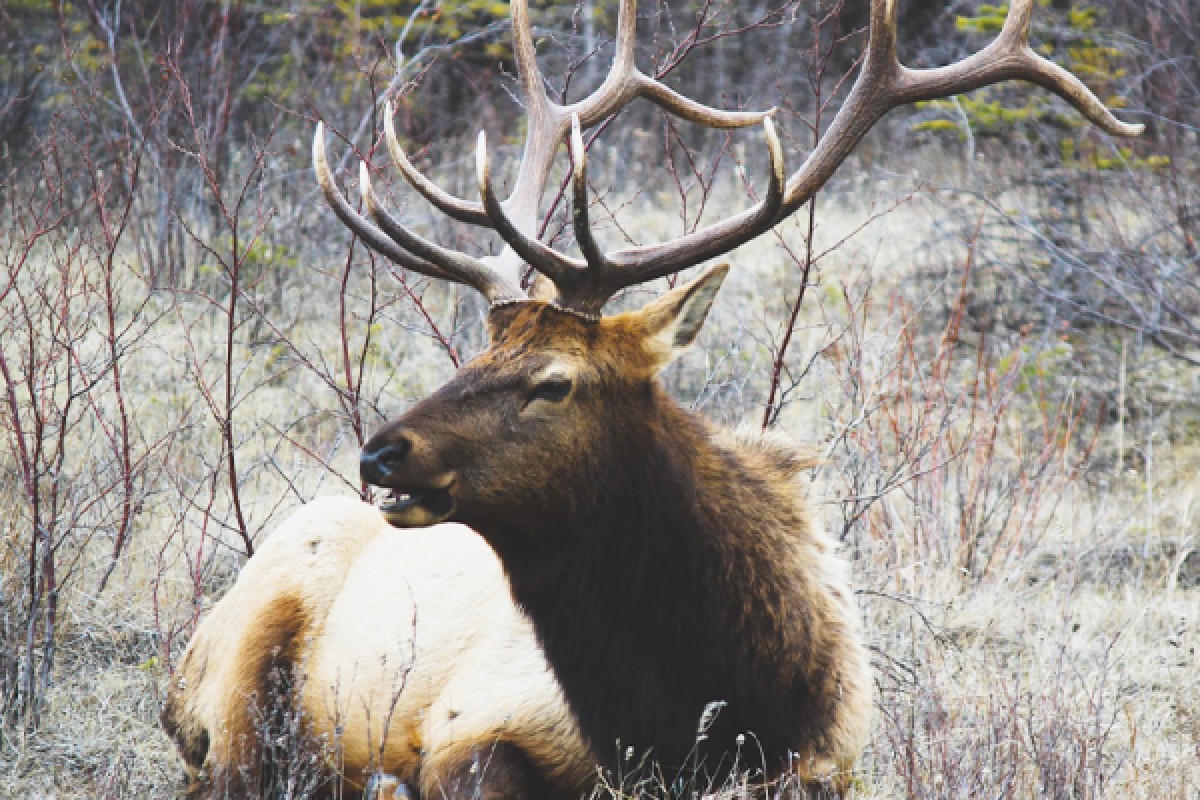 Week-end des animaux de nos montagnes ! - Bonjour Fun