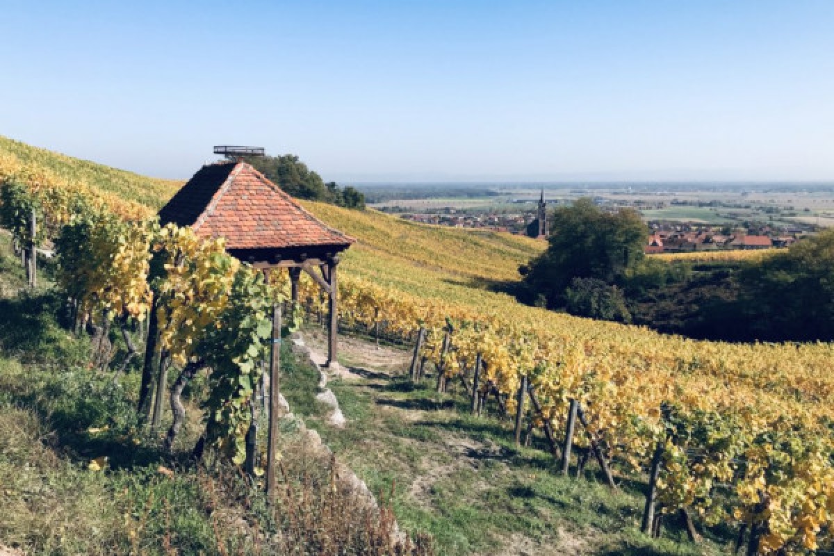 Balade Gourmande et Vinicole - Bonjour Fun