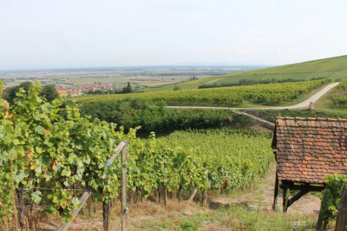 Balade Gourmande et Vinicole - Bonjour Fun